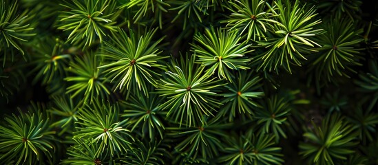 Green lush pine needles providing texture to the copy space image.