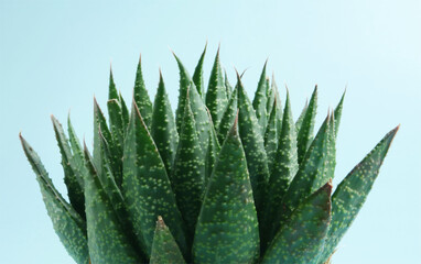 Close up cactus, Haworthia Fasciata in brown pot and light blue background.