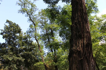 Fototapeta premium trees in the forest, tree on a branch
