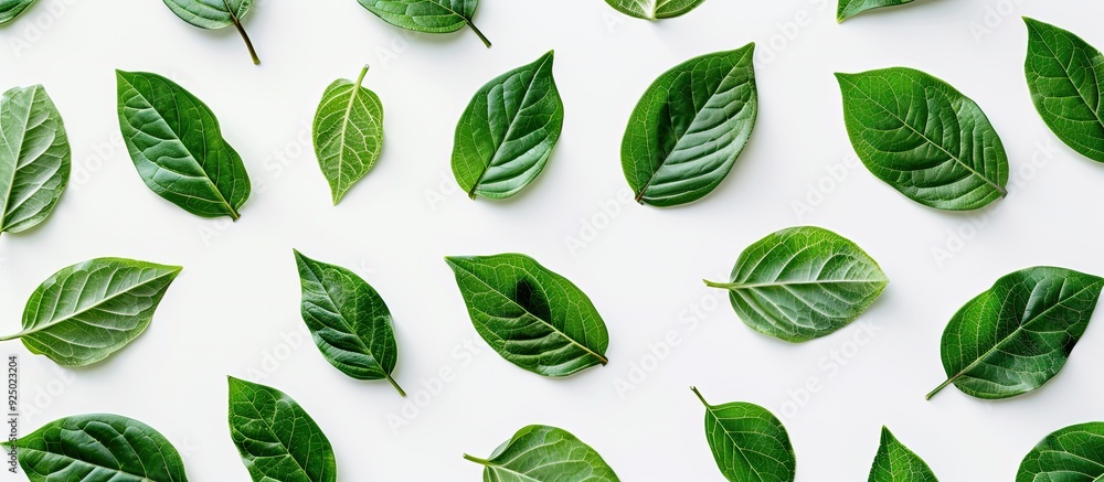Poster green leaves pattern on white backdrop with varying sizes creating a flat lay composition in an over
