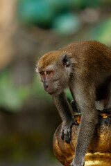 Portrait of a macaque monkey