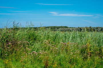 Field with Reed in nature reserve Oostvaardersplassen, Netherlands
