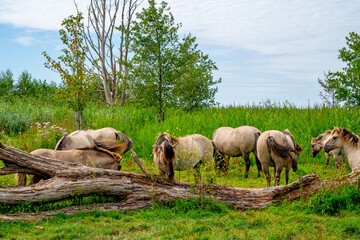 Group of Polish Konik horses (Equus ferus caballus) in nature reserve Oostvaardersplassen, Netherlands  © Gert-Jan van Vliet