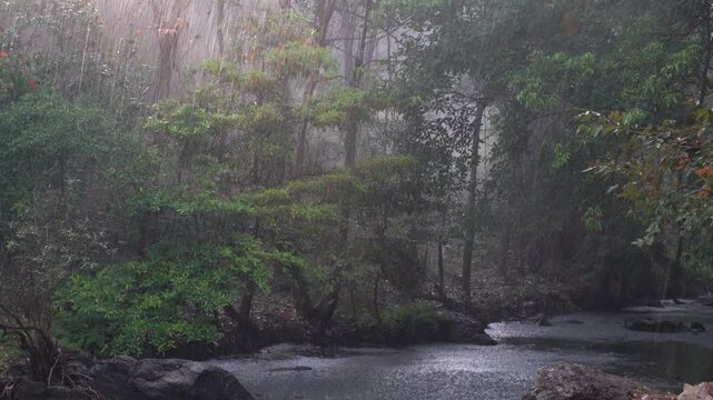 A dense forest scene with rain pouring down, creating a misty atmosphere. The stream flowing through the forest adds to the serene and calming vibe of the natural environment.
