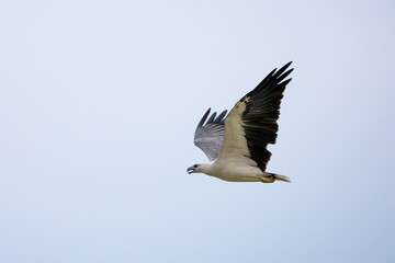 White-bellied Sea-eagle close up in the sky