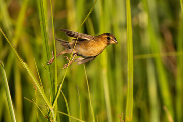 Baya Weaver in the nature of glass filed in Thailand