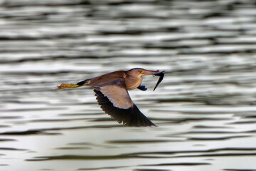 Cinnamon bittern hunting fish and flying above the water