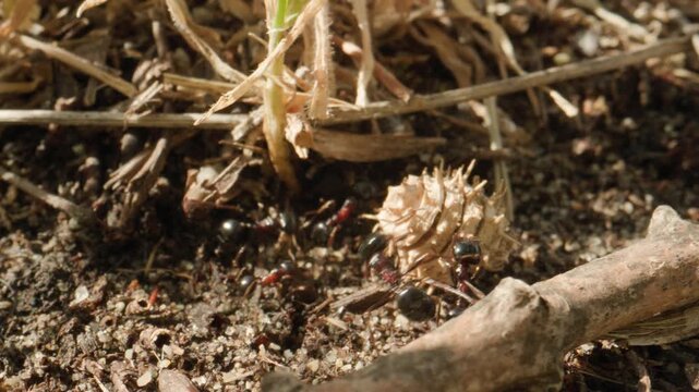 Fourmis grosse graine