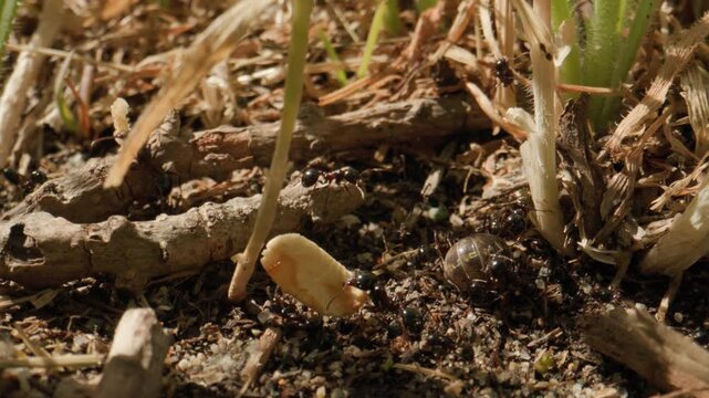 fourmis graine avoine