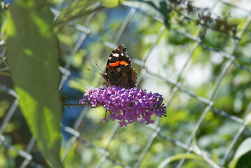 Red admiral butterfly (Vanessa Atalanta) perched on summer lilac in Zurich, Switzerland