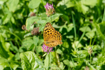 Silver-washed Fritillary butterfly (Argynnis paphia) sitting on pink flower in Zurich, Switzerland