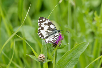 Marbled White (Melanargia galathea) butterfly sitting on a pink scabiosa in Zurich, Switzerland