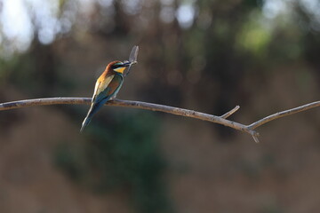 European Bee-eater with insect baden wuerttemberg germany