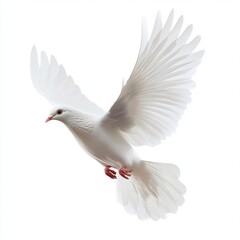 Dove facing forward, white background, png