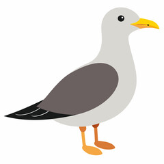 seagull-on-white-background