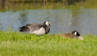 Comparing A Canada Goose Versus A Barnacle Goose