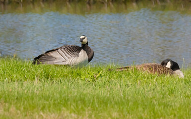 Comparing A Canada Goose Versus A Barnacle Goose