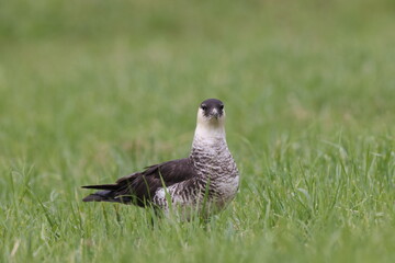 pomarine jaeger (Stercorarius pomarinus) resting on migration in bad urach germany