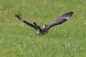pomarine jaeger (Stercorarius pomarinus) resting on migration in bad urach germany