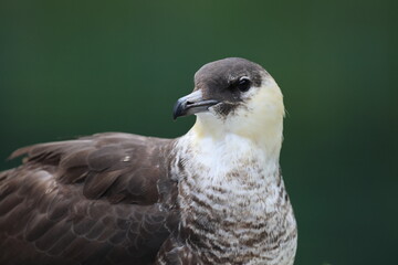pomarine jaeger (Stercorarius pomarinus) resting on migration in bad urach germany