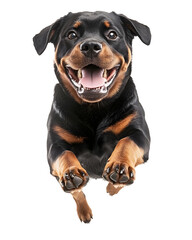 Fototapeta premium Rottweiler Pup Joyfully Leaping on Plain White Background Transparent PNG