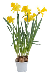 Daffodil fresh flowers in pots cut out isolated transparent background