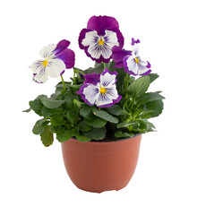 Geranium fresh flowers in pots cut out isolated transparent background