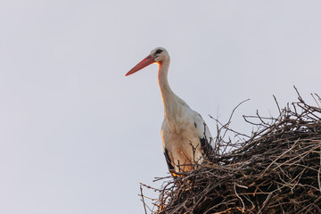 Two storks sit in the nest on a nesting aid and tend to their feathers