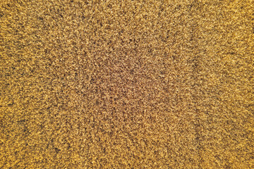 Close-up of ripening wheat ears in a rural field