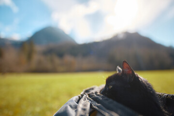 Black cat in serene mountain landscape on sunny day