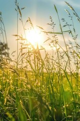 A tranquil scene of a field of golden wheat at sunset.