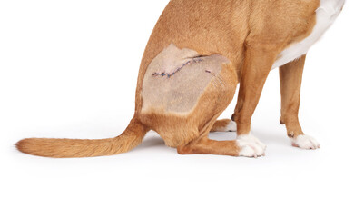 Isolated dog recovering from surgery on back leg. Shaved area on leg with 15 switches. Pet healing...