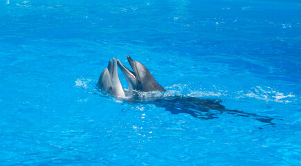 Fototapeta premium Dolphins perform at the dolphinarium