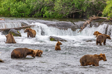 Katmai National Park - Bears and Salmon at Brooks Falls