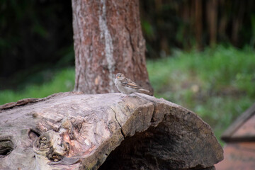 bird on tree trunk