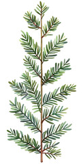 A detailed illustration of a green leaf branch showcasing intricate leaf patterns on a transparent background.