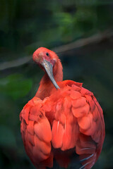 Scarlet Ibis 