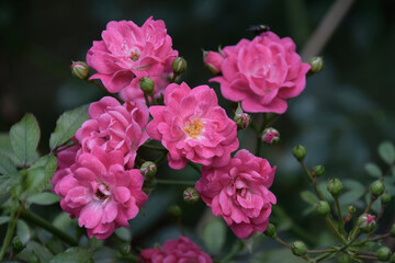 pink flowers
