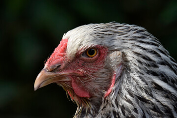 portrait of a chicken