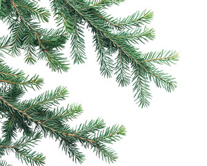 Close-up view of vibrant green pine branches creating a natural and fresh atmosphere, ideal for seasonal or nature-themed projects.