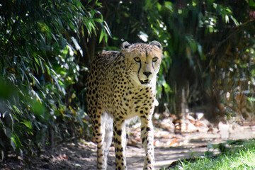 cheetah in the wild