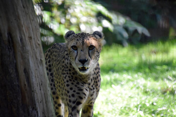 cheetah in the wild