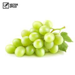 Realistic transparent isolated vector branch of green grapes lies on the surface