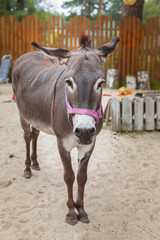 Domestic donkey going for a walk in a meadow.