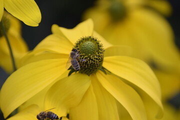 bee on flower