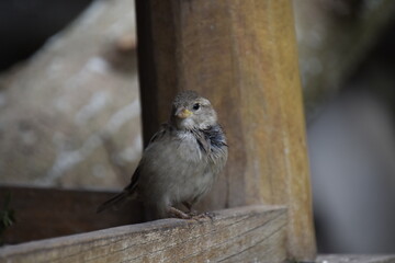 sparrow on a fence