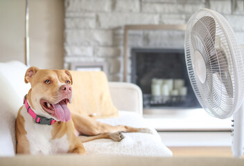 Happy dog with electric fan lying on sofa. Puppy dog stretched out enjoying cool air from fan. Dog...