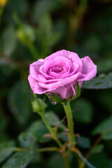 A purple rose with water droplets on its petals blooms in the garden.