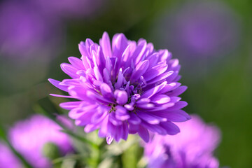 Purple Aster flower that blooms beautifully in a garden.