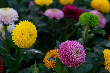 Pompon Dahlias Flowers in the Garden